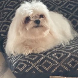 Koda - Maltese