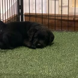 Boy 3 - Black male Labrador Retriever puppy in Whigham, Georgia from Diamond C Labradors