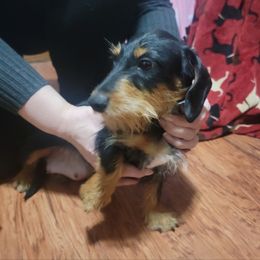 Josey - Dachshund