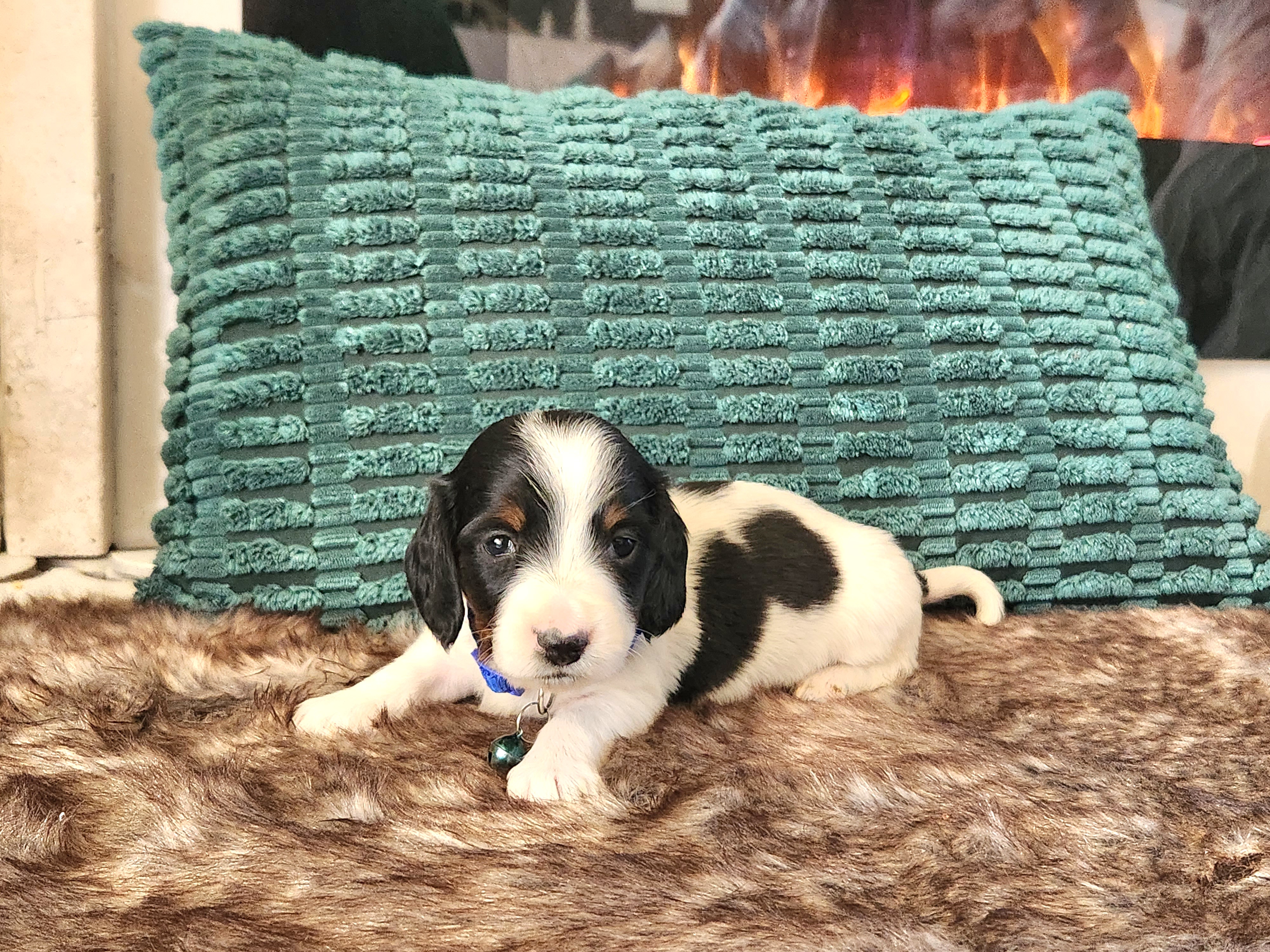 AKC Meet Chandler :) - Piebald male Dachshund puppy in Centerville, Iowa from Barnyard Dachshunds, Dals & Doodles
