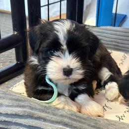 Mint - Black and white female Havanese puppy in Silverton, Oregon from PNW Havanese