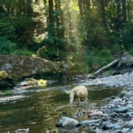 Brutus - Labrador Retriever