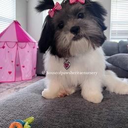 Tia - Black and white female Shih Tzu puppy in Garner, North Carolina from House of Paws Heritage Nursery LLC.