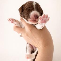 Sutton - Brown and white male Aussiedoodle puppy in Greensboro, North Carolina from Glendale Doodles