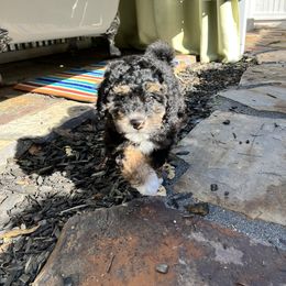 Bernedoodle Puppies from Dilly Dally Doodles