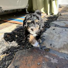 Bernedoodle Puppies from Dilly Dally Doodles