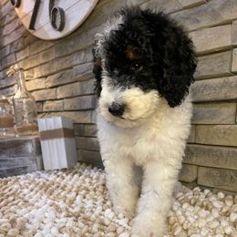 Winston - Tri-color male Bernedoodle puppy in Hackleburg, Alabama from The Doodle Patch