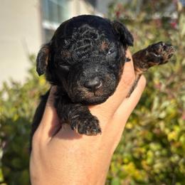 Snickers- Tiny toy phantom 7-10lbs - Black phantom male Aussiedoodle puppy in Spring Hill, Florida from Pawprint Dreams Boarding and Kennel