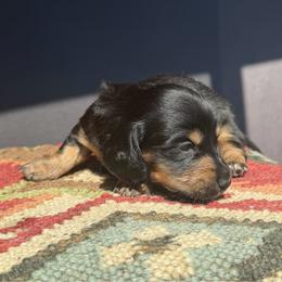 Maverick - Black and cream male Dachshund puppy in Cave Creek, Arizona from Chappell Stables