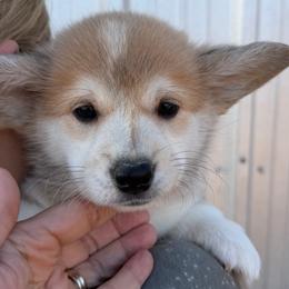 Mauve Collar Female - Sable female Pembroke Welsh Corgi puppy in Victoria, Texas from Clear Creek Corgis