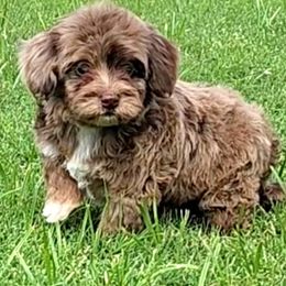 Bernedoodle, Cavapoo, Cockapoo, Goldendoodle, Havapoo, and Poodle Puppies from Farquharson's Poodles&Doodles