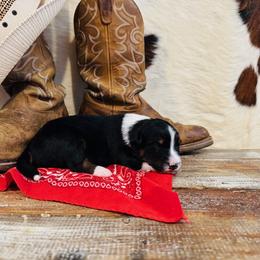 'Olaf' - Black tri-color male Australian Shepherd puppy in Durand, Wisconsin from Larson’s Legacy Aussome Aussie Kennels