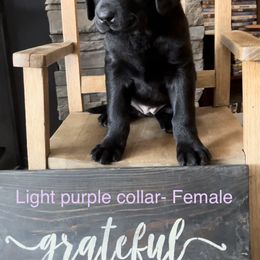 Labrador Retriever Puppies from Crown Royal hunting Labs