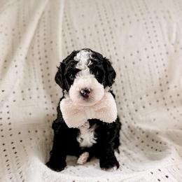 Asher - Black and white male Bernedoodle puppy in Cold Spring, Minnesota from A.N.A. Doodles