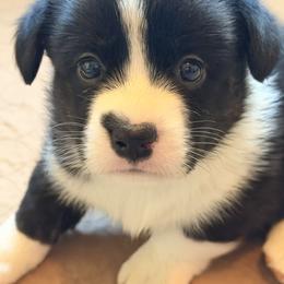Purple Collar - Black and white female Cardigan Welsh Corgi puppy in Grants Pass, Oregon from Rockin’ DA Corgis & Critter Transport LLC