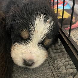 Male - Tri-color male Bernese Mountain Dog puppy in Rochester, New Hampshire from Stick House Bernese