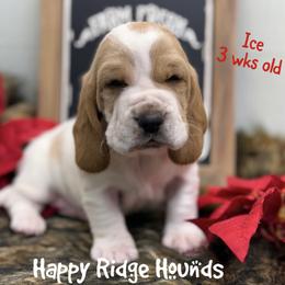 Ice - Red and white male Basset Hound puppy in Mebane, North Carolina from Happy Ridge Hounds