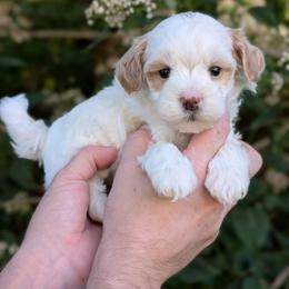 Screech - Gold and white male Shihpoo puppy in Coshocton, Ohio from Forever Family Puppies