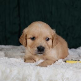 Arabella - Yellow - Golden female Golden Retriever puppy in Payette, Idaho from Stonewick Retrievers