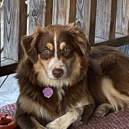 Patty - Australian Shepherd