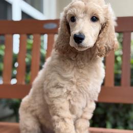 Carol (Captain Marvel) - Apricot female Poodle puppy in Lecanto, Florida from Lecanto Puppy