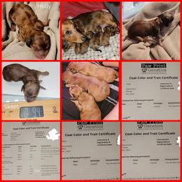 Dachshund Puppies from CLARK'S BREEDING PROGRAM