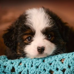 Toy Australian Shepherd Puppies from No Limit Ranch Miniature and Toy Australian Shepherds