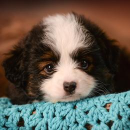 Toy Australian Shepherd Puppies from No Limit Ranch Miniature and Toy Australian Shepherds