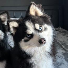 Pomskies from Lara's Ranch Pomskies