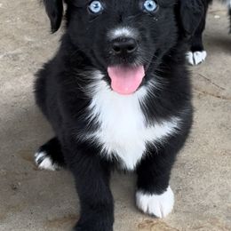 Fruity Pebbles - Black Miniature Australian Shepherd puppy in Paris, Texas from Kuttin’ Up Mini Aussies