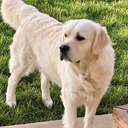 Mercy - Golden Retriever