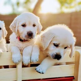 Golden Retriever Puppies from Top Gun Golden Retrievers