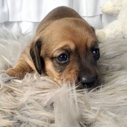 Girl 1 - female Dachshund puppy in Aiken, South Carolina from Ming's Mongols