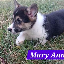 Mary Anne Little Rascals - Black and tan female Pembroke Welsh Corgi puppy in Redfield, Kansas from Owenby's Corgi's