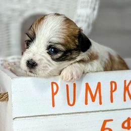 Assorted Doodle Crosses, Bernedoodles, and Shichons from Shondel Puppy Paws