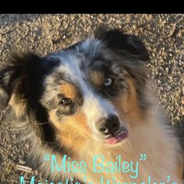 Bailee - Australian Shepherd