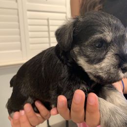 Miniature Schnauzer Puppies from Dirty Beard Mini Schnauzers