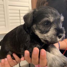 Miniature Schnauzer Puppies from Dirty Beard Mini Schnauzers