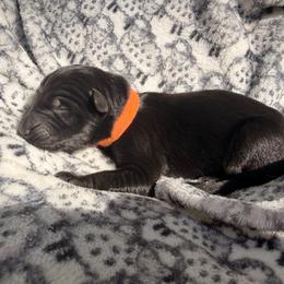 Finis Everglot - Bi-color male German Shepherd puppy in Perrysburg, Ohio from Fancy GSDs LLC
