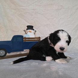 Cheers - Black and white male Sheepadoodle puppy in Weatherford, Texas from Oodles of poodles and doodles