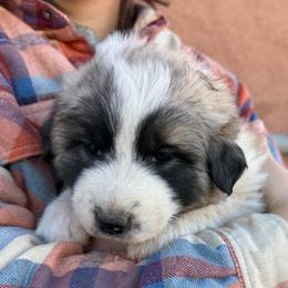 Velma- purple - Badger female Colorado Mountain Dog puppy in Cotopaxi, Colorado from Once Upon A Moose (OUM)