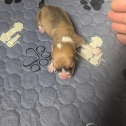 Girl 1 - Sable female Pembroke Welsh Corgi puppy in Edinburgh, Indiana from J Bar M Corgis