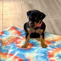Ruthie - Black and tan female Miniature Pinscher puppy in Eatonton, Georgia from TNT Puppies