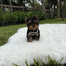 Adriano - Black and gold male Yorkshire Terrier puppy in Naples, Florida from Puppies Forever 💙❤️🐶