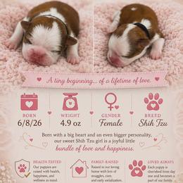 Michelle - Gold and white female Shih Tzu puppy in Walterboro, South Carolina from Puddlejumpers