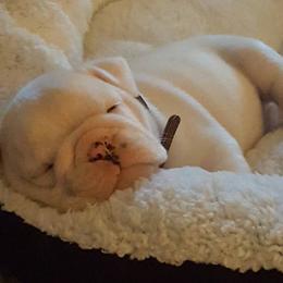 Bulldogs and French Bulldogs from Southern Standard Bulldogs