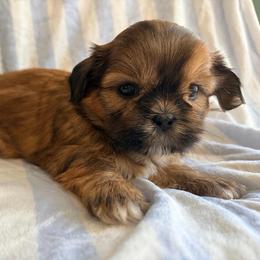 Dwight - Red male Shih Tzu puppy in Hemet, California from Aloha Shih Tzu