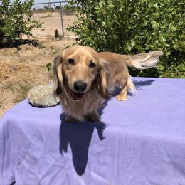 Dachshund All Grown Up from Desert Sunset Dachshunds