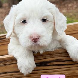 Pearl (Purple Collar) - Chalk female Australian Labradoodle puppy in Mount Gilead, North Carolina from Tillery Labradoodles