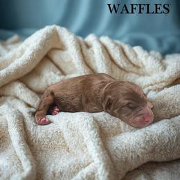 Waffles - Sable male Aussiedoodle puppy in Ellenburg Center, New York from Kristin's Puppies